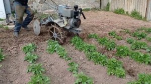 Дисковое окучивание картофеля мотокультиватором.