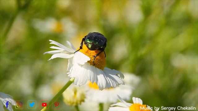 Самая красивая мелодия в мире...Эту музыку можно слушать вечно! РОСКОШНАЯ МУЗЫКА! Я ЕЕ ПРОСТО ОБОЖА смотреть онлайн