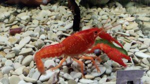 Рак флоридский (красный) Мальборо / Procambarus Clarkii