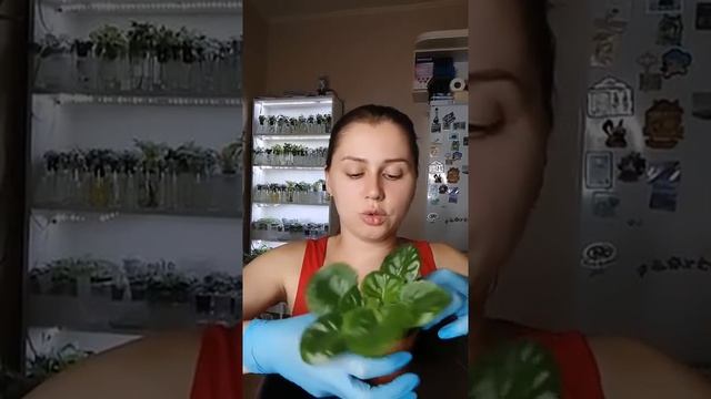 Перевалка стартеров. ВСЁ О ФИАЛКАХ смотреть онлайн