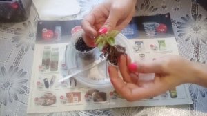 Фиалки! Как выглядят от переизбытка удобрениями? Что делать?