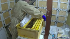 Замена матки напрямую в сильной семье.