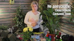 Спатифиллум ? Уход в домашних условиях ? Комнатные растения с Хитсад