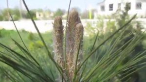 Сад Свечки сосновые 20 04 2020