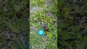 Жук олень, начало сезона лёта жуков оленей в середине июня. Stag beetle.