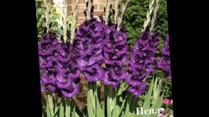 Выращивайте гладиолусы в вашем саду  Сорта и фото