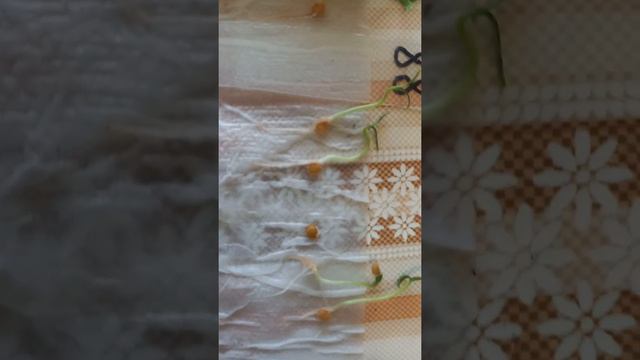 Первые томаты гномы проросли в скрутках. Высадка в грунт. смотреть онлайн