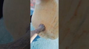 Трофейное дело.Реставрация медальона с рогом лося своими руками. Начало.