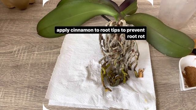 Orkideye Bu Yöntemi Deneyin Yeni Çiçek Dalı Ve Kökler Çıkarsın/Toprak,Saksı,Sırları смотреть онлайн