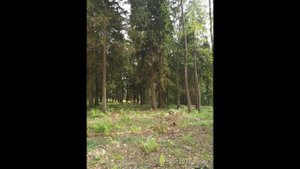Земельный участок 10 соток по Рогачевскому шоссе, деревня Поповка