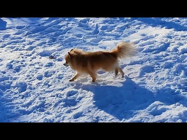 Ищем приключений на заснеженной крыше... и находим )