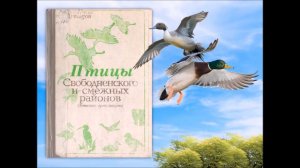 О птицах Приамурья