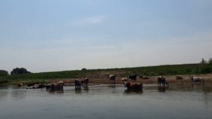 Сплав по Мокше 4 часть