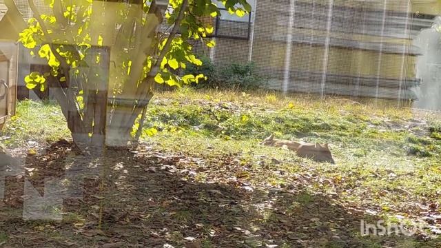 25.10.23./Московский Зоопарк осенью/Кого мы увидели#московскийзоопарк#