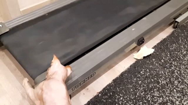 кот и беговая дорожка смотреть онлайн