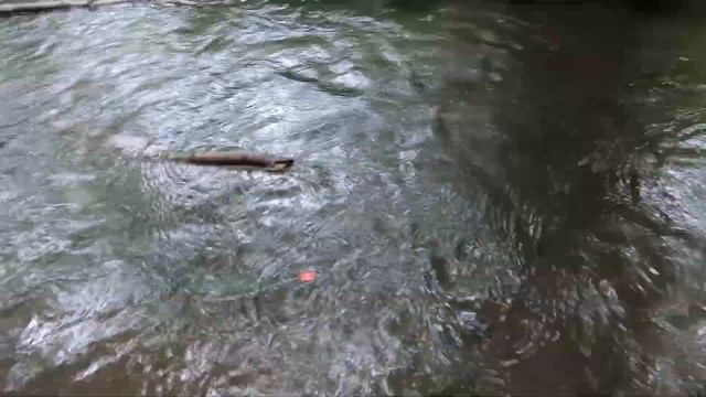 Пудель на рыбалке