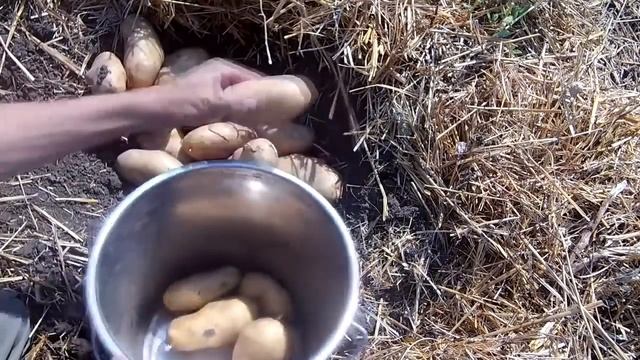 Выращивание картофеля от А до Я