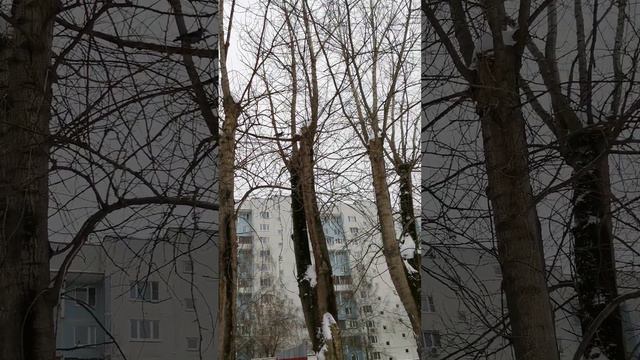 На собаку налаяла ворона 😆 (смотрите описание) смотреть онлайн