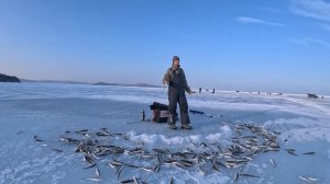 ✅Мешок наваги на «комбайны». Ловля наваги. Ловчие блесны. Приморский край.