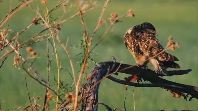 Голоса птиц. Болотная сова. (short-eared owl song) смотреть онлайн