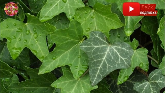 5 растений для спальни, которые помогут улучшить качество сна! смотреть онлайн