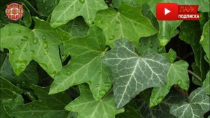 5 растений для спальни, которые помогут улучшить качество сна!