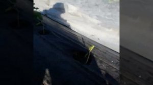 Посадка по три и более кустика клубники в одну лунку в Сибири. Зачем и почему.