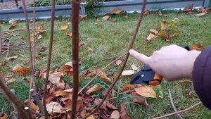 Метельчатая гортензия Magical Candle, про нормирование побегов