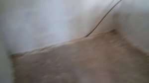 Волнистые попугаи,содержание и разведение попугаев!