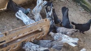 Чёрномраморные широкохвостые племенные . 8918 738 94 03 Бакинские голуби