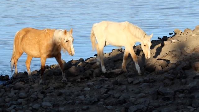 ROAMING MUSTANG WILD with wild horses of North America смотреть онлайн