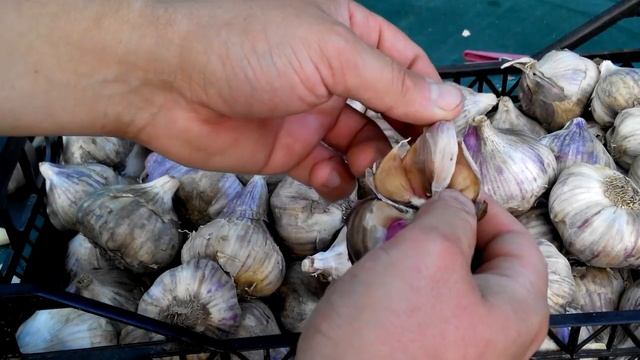 Голландский  сорт чеснока Гермидор. Обзор. Выращенный в Черниговской области. Часть 1.