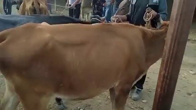 Абдухаир ТВ