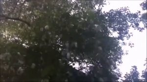 Тополя, тополя в город мой влюбленные...