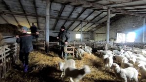 Работаю на овцеферме! Сегодня стелим Сакманы, и многое другое! (8 часть)