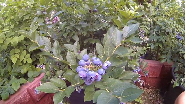 Голубика сорт Блю Голд . Урожайность и краткое описание сорта . смотреть онлайн