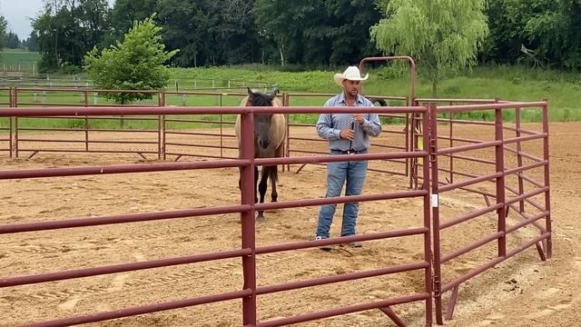 The Best Way To Round Pen Your Horse смотреть онлайн