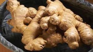 где растет имбирь корень