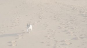 Dogs playing on the beach... Sample video clips  with Sony TX-20