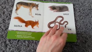 КНИЖКА КАРТОННАЯ «ЖИВОТНЫЕ ЛЕСА», 10 СТРАНИЦ С УЧЁТОМ ОБЛОЖКИ