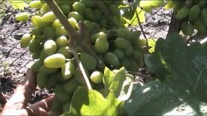 Виноград Бажена прореживание гроздей