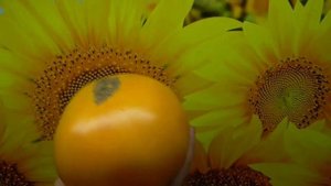 Самые лучшие желтоплодные томаты. Томат Большой золотой вкусный - и большой, и вкусный! Дегустация.