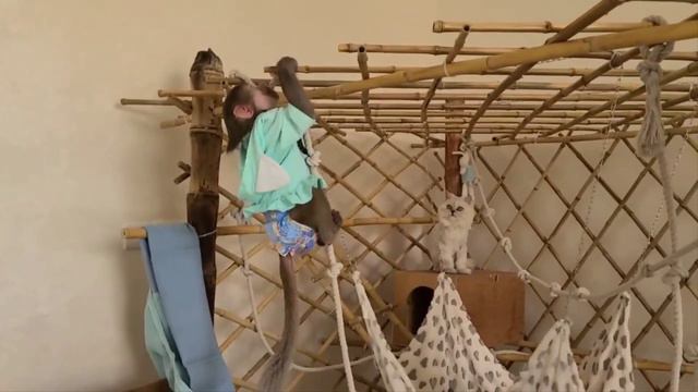 Настроение -ураганистое ! Никуша не хочет играть с Милкой 🫠 смотреть онлайн