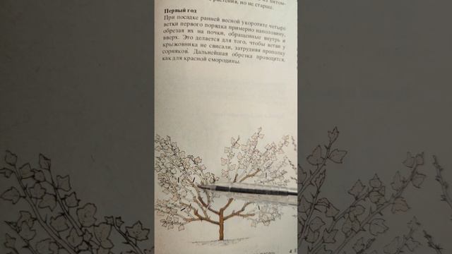 Правильная обрезка крыжовника для крупного урожая.