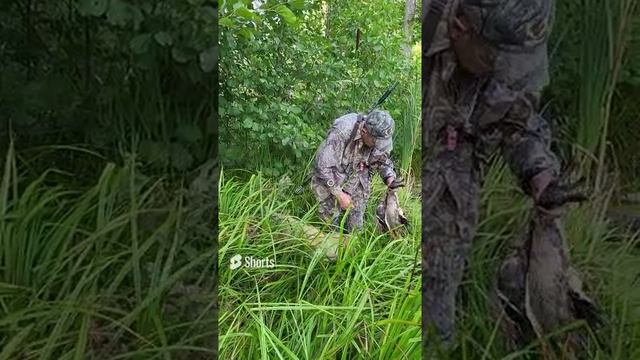 Подача двух уток лабрадором.