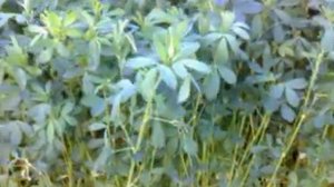 Когда надо косить люцерну