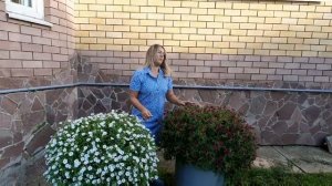 Петуния Бланкет зинфандер,Бланкет вайт и Бланкет виолет.