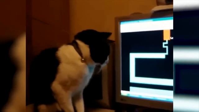 ???TRY NOT TO LAUGH!!! ?Cats vs Cucumbers Compilation Funniest Moment When Cat Scared