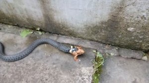 Змея атакует и ест лягушку