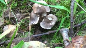 Поход по грибы в сентябре 2017г.